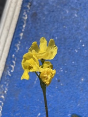 Utricularia inflata
