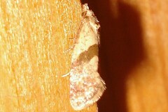 Cochylidia implicitana