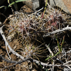 Austrocactus spiniflorus