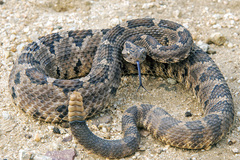 Crotalus enyo