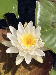 Nymphaea odorata