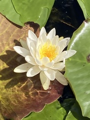 Nymphaea odorata