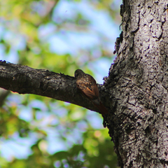 Pygarrhichas albogularis