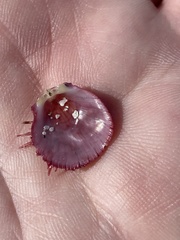 Spondylus gaederopus