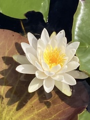 Nymphaea odorata