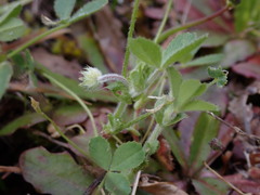 Trifolium microcephalum