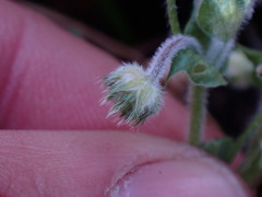 Trifolium microcephalum