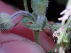 Trifolium microcephalum