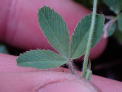 Trifolium microcephalum