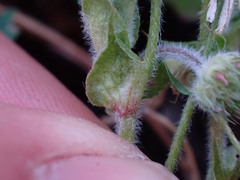 Trifolium microcephalum