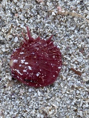 Spondylus gaederopus