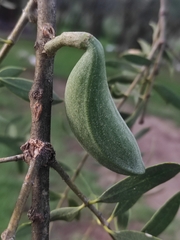 Aspidosperma quebracho-blanco