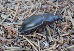 Carabus glabratus