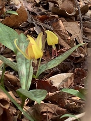 Erythronium umbilicatum