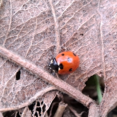 Coccinella septempunctata