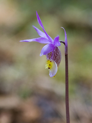 Calypso bulbosa