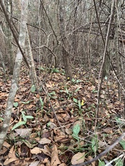 Erythronium umbilicatum