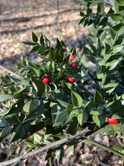 Ruscus aculeatus