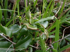 Aceria caliberberis