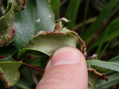 Aceria caliberberis