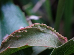 Aceria caliberberis