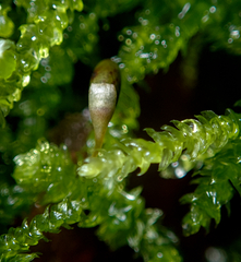 Eurhynchium