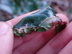 Aceria caliberberis