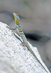 Petrosaurus thalassinus