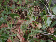 Aceria caliberberis
