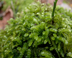 Eurhynchium