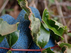 Aceria caliberberis