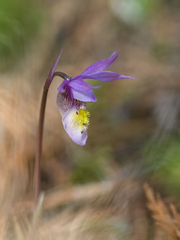 Calypso bulbosa
