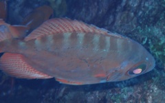 Heteropriacanthus fulgens