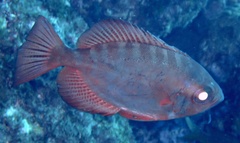 Heteropriacanthus fulgens