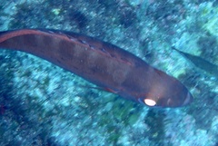 Heteropriacanthus fulgens