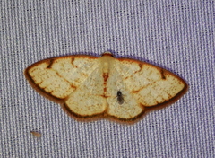 Microxydia orsitaria