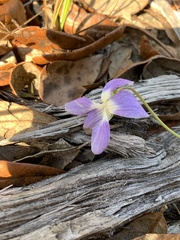Viola floridana