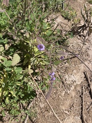 Verbena lasiostachys