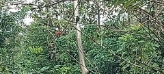 Piranga rubra