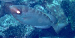 Heteropriacanthus fulgens