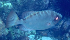 Heteropriacanthus fulgens