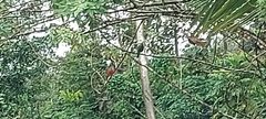 Piranga rubra