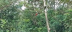 Piranga rubra