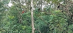 Piranga rubra