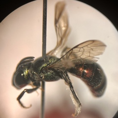 Calloceratina