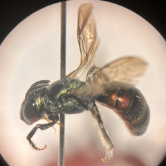 Calloceratina