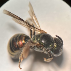Calloceratina