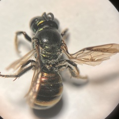 Calloceratina