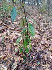 Elaeagnus