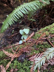 Clinopodium douglasii